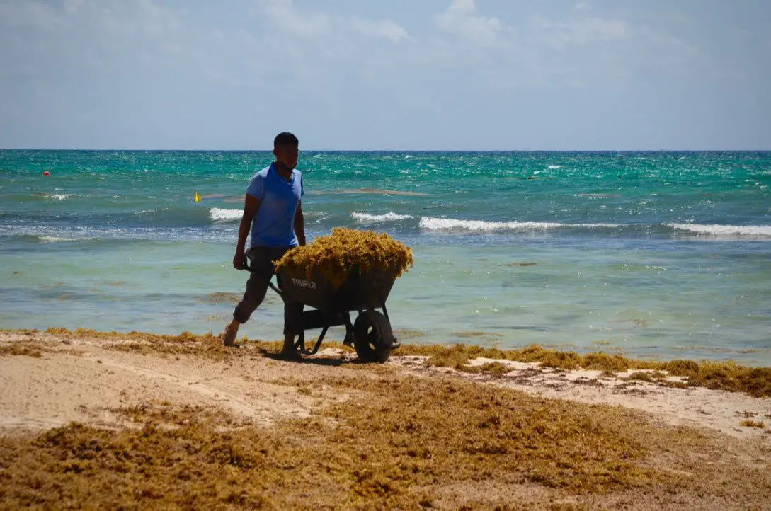 Sargassum Continues to Threaten Riviera Maya Beaches