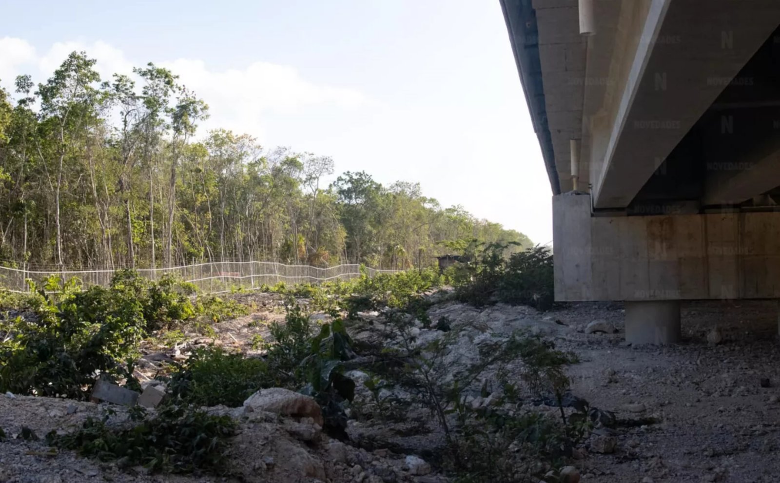 Wildlife Affected by Fencing Around Maya Train Section