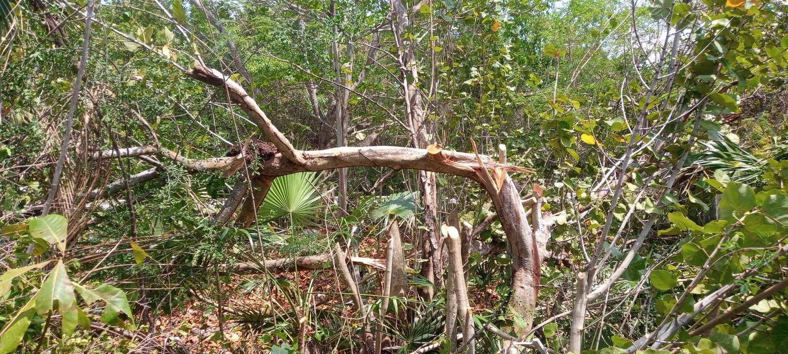 Shocking Mangrove Destruction in Cancun! Act Now!