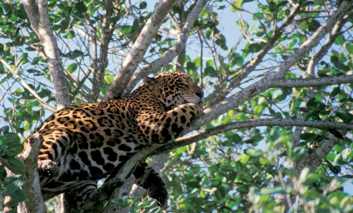 Over 15 Jaguars Spotted in Yucatán's Protected Nature Reserves