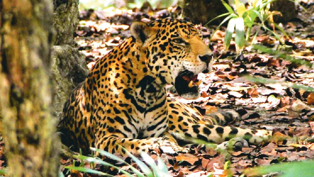 Urgent Call to Save Yucatán Peninsula Jaguars