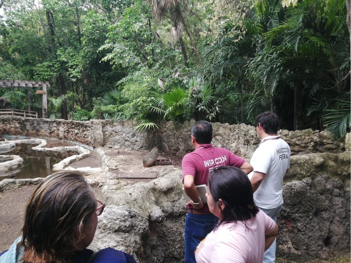 Chetumal's Payo Obispo Zoo Animals Unharmed After Flooding