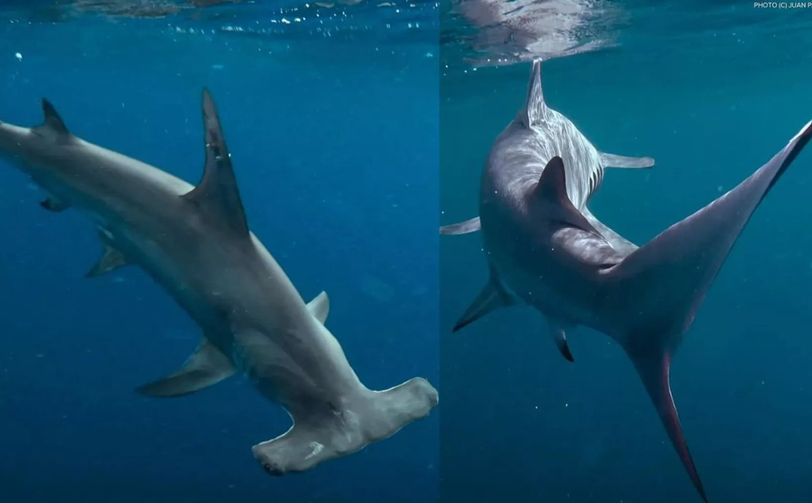 Two images of hammerhead sharks swimming in the blue waters of the ocean, displaying their distinctive head shape.