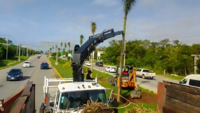 A crane mounted on a truck lifting branches alongside a road with palm trees and traffic in the background.$# CAPTION