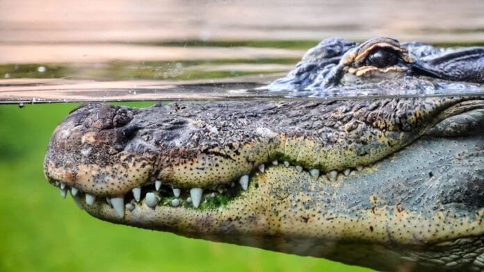 Tourist Attacked By Crocodile At Allegro Hotel In Cozumel