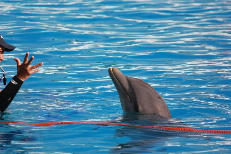 A trainer in a cap gestures with his hand towards a dolphin in a clear blue water pool during a training session.